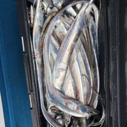 深川 吉野屋 釣果