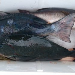 しば渡船 釣果