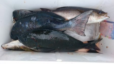 しば渡船 釣果
