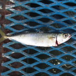 オリジナルメーカー海づり公園(市原市海づり施設) 釣果