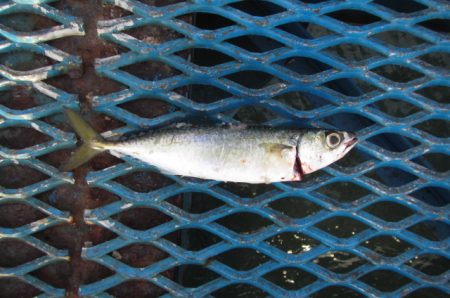 オリジナルメーカー海づり公園(市原市海づり施設) 釣果