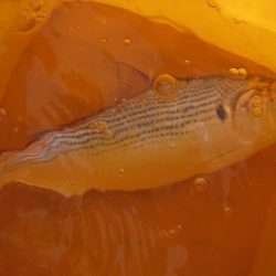 オリジナルメーカー海づり公園(市原市海づり施設) 釣果