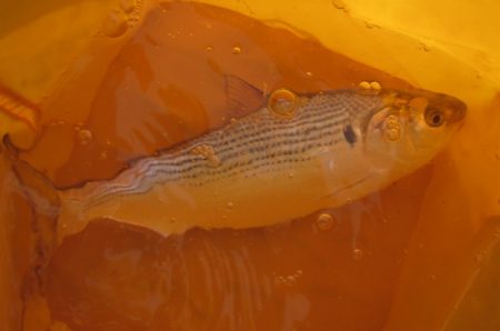 オリジナルメーカー海づり公園(市原市海づり施設) 釣果