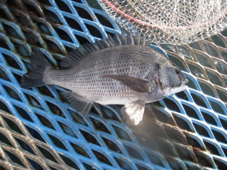 オリジナルメーカー海づり公園(市原市海づり…