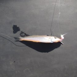 オリジナルメーカー海づり公園(市原市海づり施設) 釣果