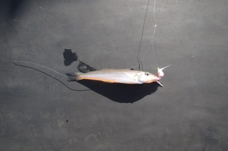 オリジナルメーカー海づり公園(市原市海づり施設) 釣果