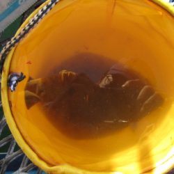 オリジナルメーカー海づり公園(市原市海づり施設) 釣果