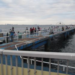 オリジナルメーカー海づり公園(市原市海づり施設) 釣果