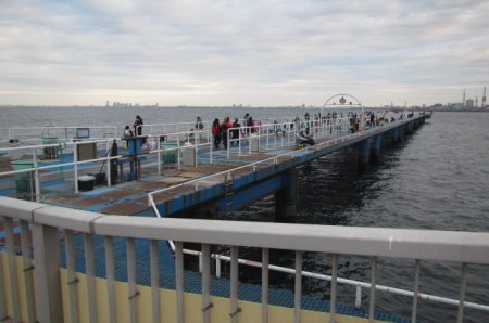 オリジナルメーカー海づり公園(市原市海づり施設) 釣果