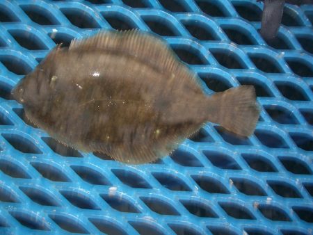 オリジナルメーカー海づり公園(市原市海づり施設) 釣果