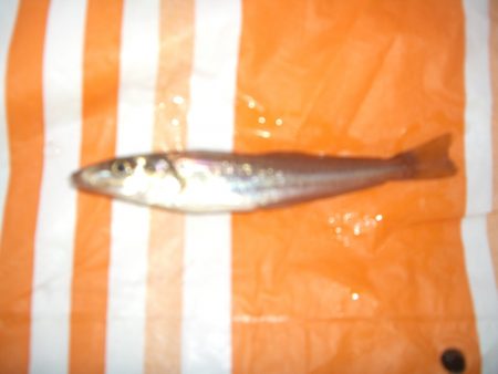 オリジナルメーカー海づり公園(市原市海づり施設) 釣果