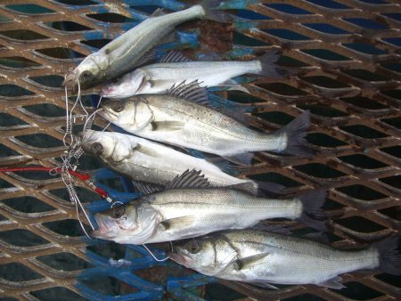 オリジナルメーカー海づり公園(市原市海づり…