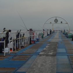 オリジナルメーカー海づり公園(市原市海づり施設) 釣果