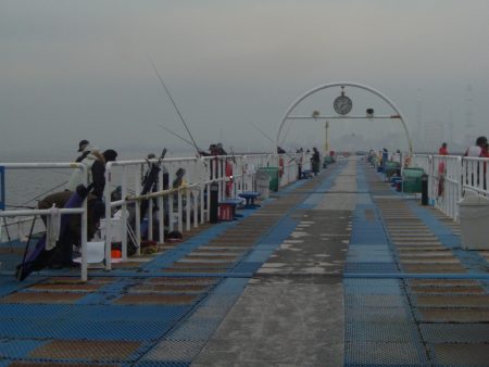 オリジナルメーカー海づり公園(市原市海づり施設) 釣果