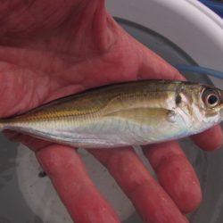 オリジナルメーカー海づり公園(市原市海づり施設) 釣果