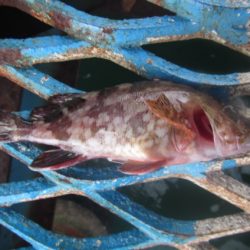 オリジナルメーカー海づり公園(市原市海づり施設) 釣果