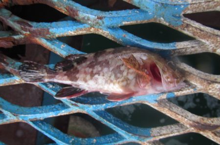 オリジナルメーカー海づり公園(市原市海づり施設) 釣果
