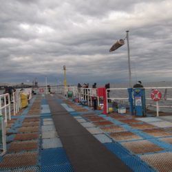 オリジナルメーカー海づり公園(市原市海づり施設) 釣果