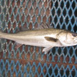 オリジナルメーカー海づり公園(市原市海づり施設) 釣果