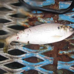 オリジナルメーカー海づり公園(市原市海づり施設) 釣果