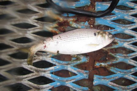 オリジナルメーカー海づり公園(市原市海づり施設) 釣果
