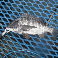 オリジナルメーカー海づり公園(市原市海づり施設) 釣果