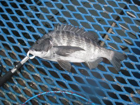 オリジナルメーカー海づり公園(市原市海づり施設) 釣果