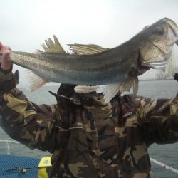 オリジナルメーカー海づり公園(市原市海づり施設) 釣果