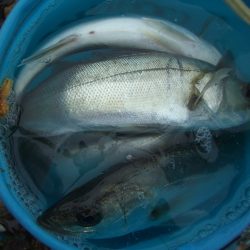 オリジナルメーカー海づり公園(市原市海づり施設) 釣果