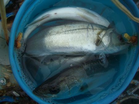 オリジナルメーカー海づり公園(市原市海づり施設) 釣果