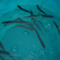 オリジナルメーカー海づり公園(市原市海づり施設) 釣果