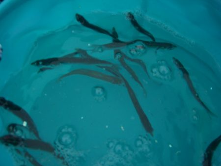 オリジナルメーカー海づり公園(市原市海づり施設) 釣果