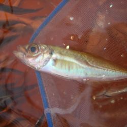 オリジナルメーカー海づり公園(市原市海づり施設) 釣果