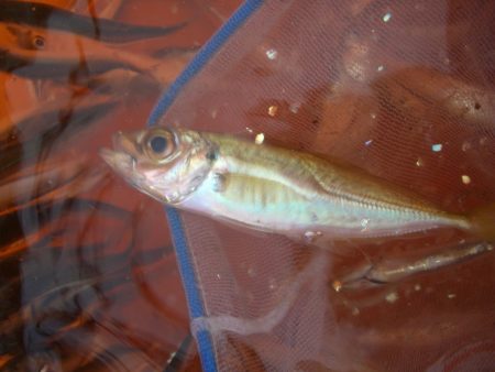オリジナルメーカー海づり公園(市原市海づり施設) 釣果
