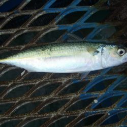 オリジナルメーカー海づり公園(市原市海づり施設) 釣果