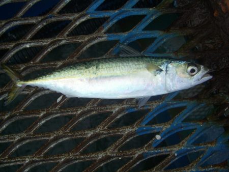 オリジナルメーカー海づり公園(市原市海づり施設) 釣果