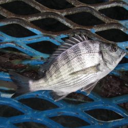 オリジナルメーカー海づり公園(市原市海づり施設) 釣果