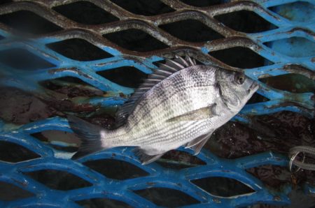 オリジナルメーカー海づり公園(市原市海づり施設) 釣果