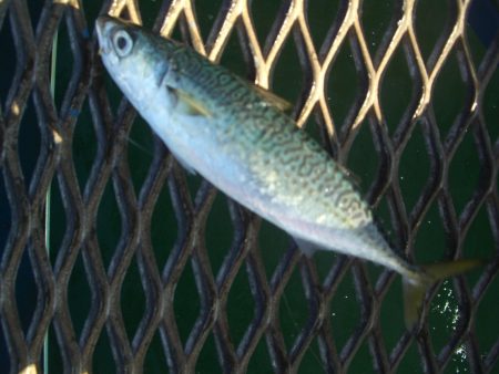 オリジナルメーカー海づり公園(市原市海づり施設) 釣果
