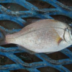 オリジナルメーカー海づり公園(市原市海づり施設) 釣果