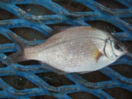 オリジナルメーカー海づり公園(市原市海づり施設) 釣果