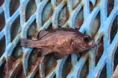 オリジナルメーカー海づり公園(市原市海づり施設) 釣果