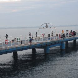 オリジナルメーカー海づり公園(市原市海づり施設) 釣果