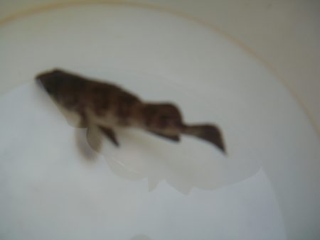 オリジナルメーカー海づり公園(市原市海づり施設) 釣果