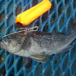 オリジナルメーカー海づり公園(市原市海づり施設) 釣果