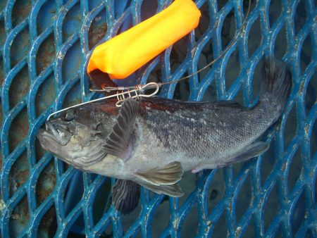 オリジナルメーカー海づり公園(市原市海づり…