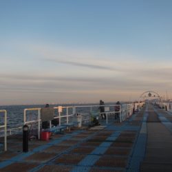 オリジナルメーカー海づり公園(市原市海づり施設) 釣果
