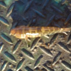 オリジナルメーカー海づり公園(市原市海づり施設) 釣果