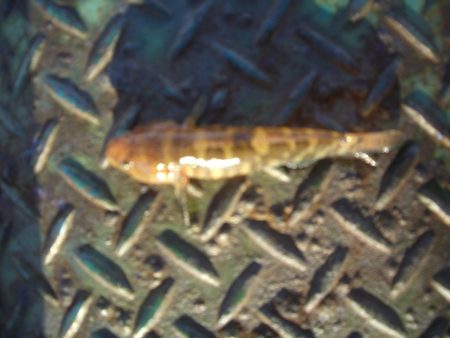 オリジナルメーカー海づり公園(市原市海づり施設) 釣果