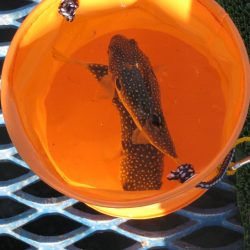 オリジナルメーカー海づり公園(市原市海づり施設) 釣果